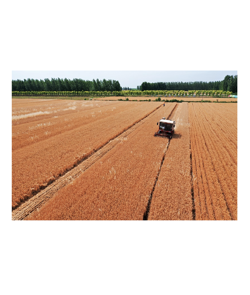 糧食種植與收儲